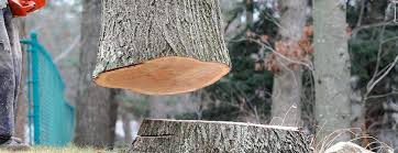 Best Tree Health Inspection  in Cherryville, PA