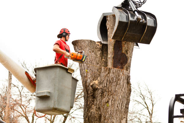 Best Utility Line Clearance  in Cherryville, PA